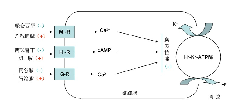  p>抗胃分泌药(gastric antisecretory drugs),抑制和减少胃酸分泌的