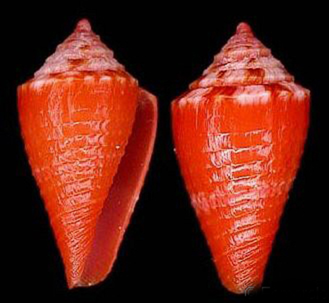purpuriconus rosalindensis