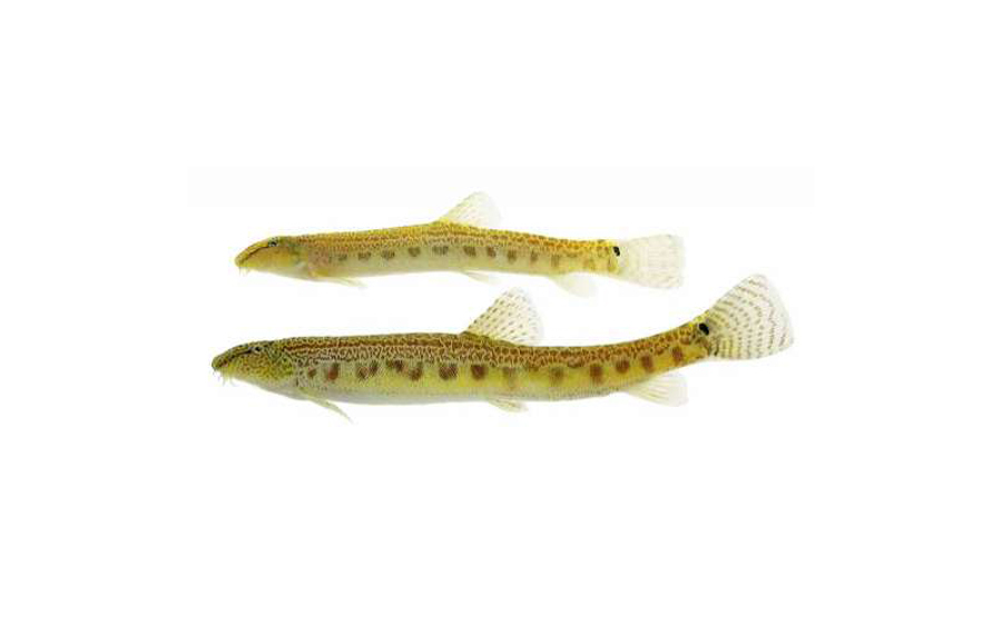  p>小眼须鳅, i>barbatulamicrophthalma  /i>(kessler, 1879) , a