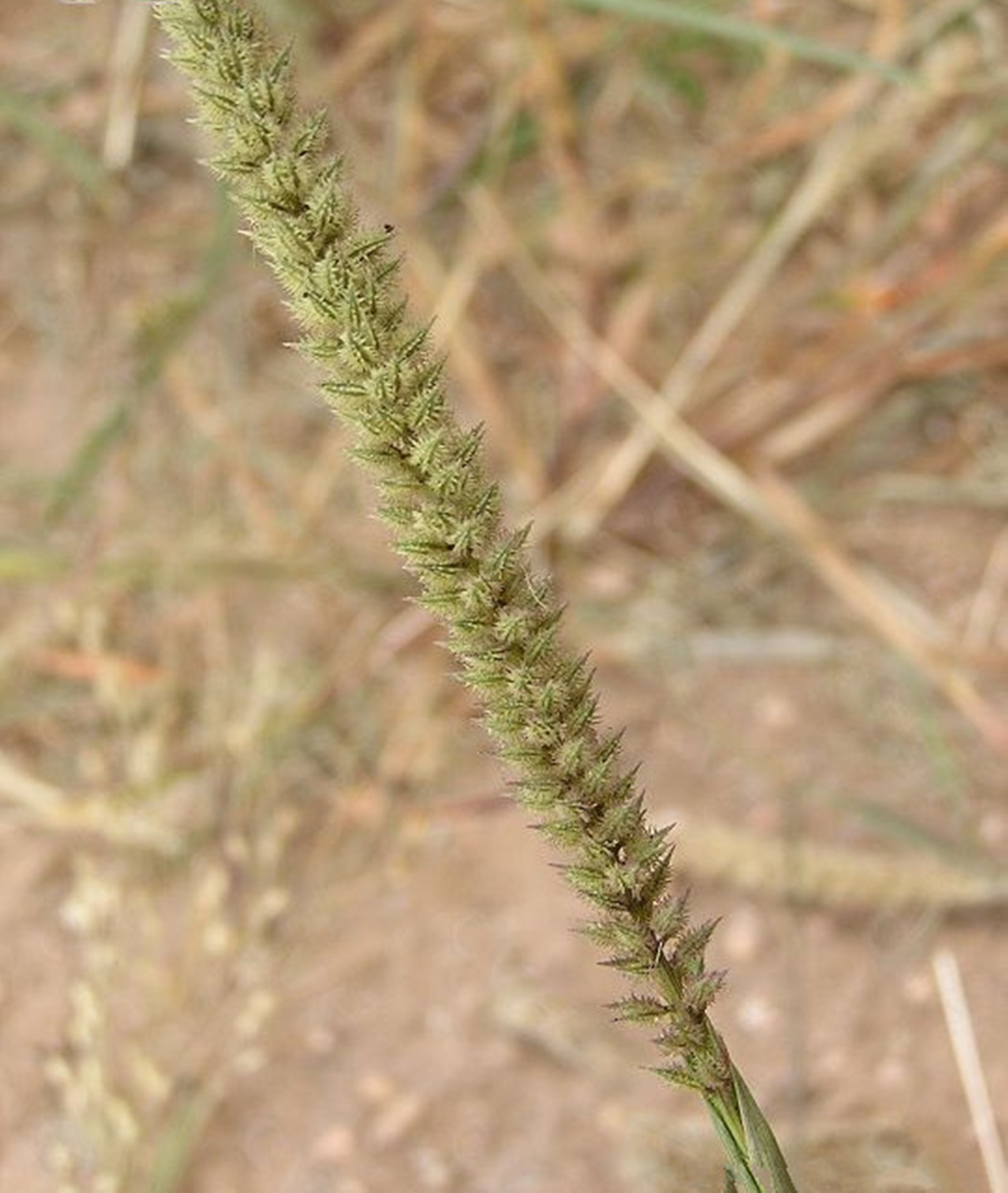  p>锋芒草(学名: b>tragus /b>&nbsp; b>mongolorum /b>&nbsp