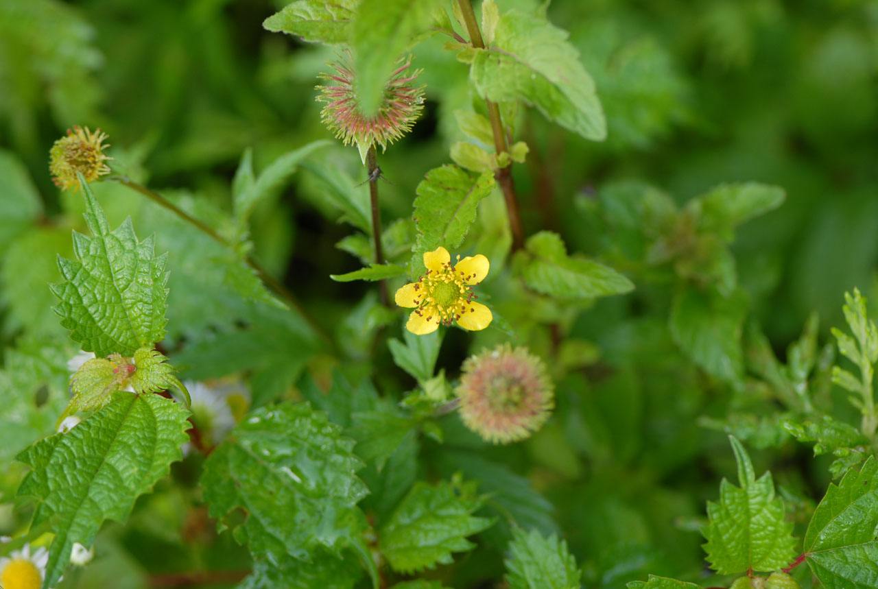  p>长叶二裂委陵菜(拉丁名:potentilla bifurca l. var. major ledeb.