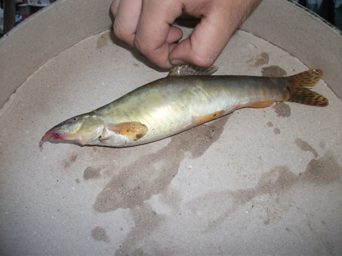  p>短身间吸鳅, i>hemimyzon abbreviata  /i>(günther, 1892),是 a