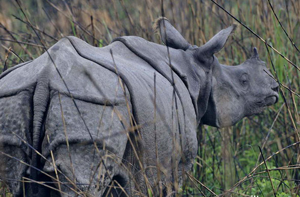  p>印度犀(学名: i> /i> i>rhinoceros unicornis /i>):体长2.1-4.