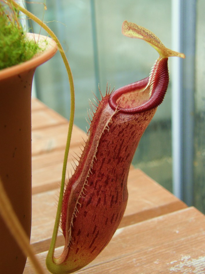 猪笼草