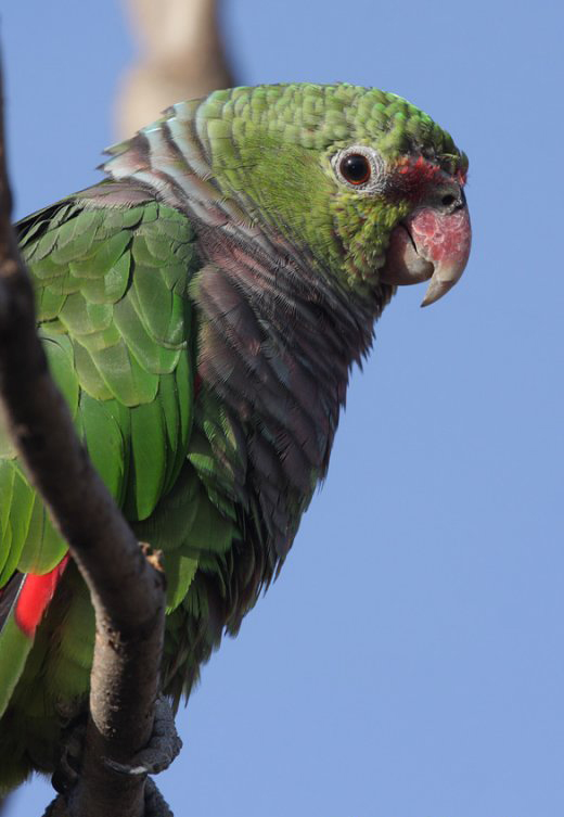  p>红胸亚马逊鹦鹉(学名:amazona vinacea)是典型的 a href="#" data