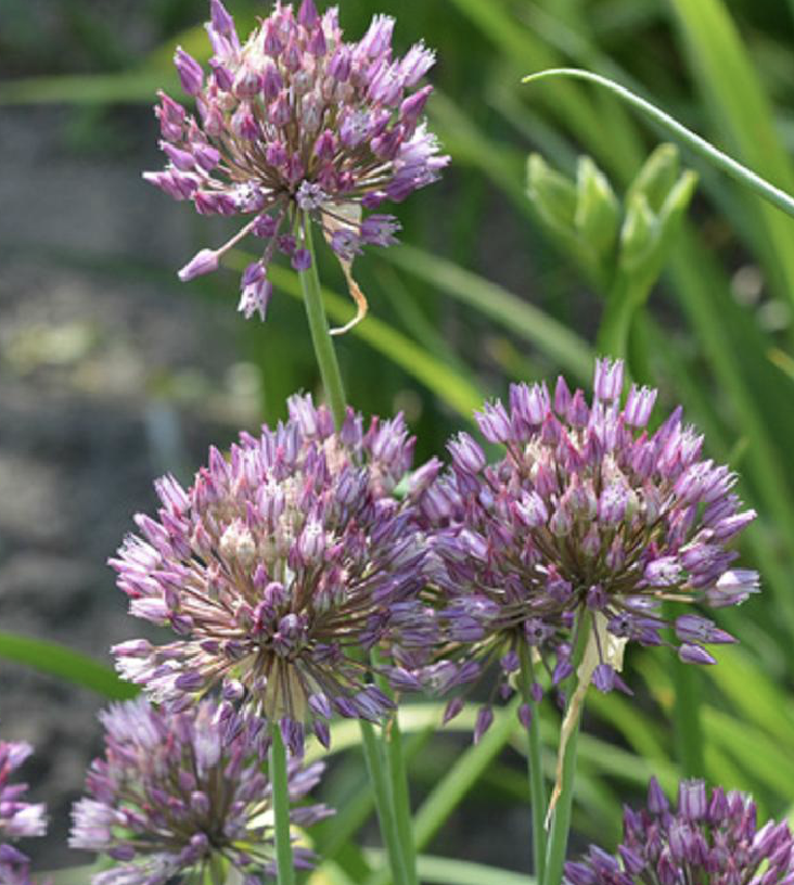 allium porrum
