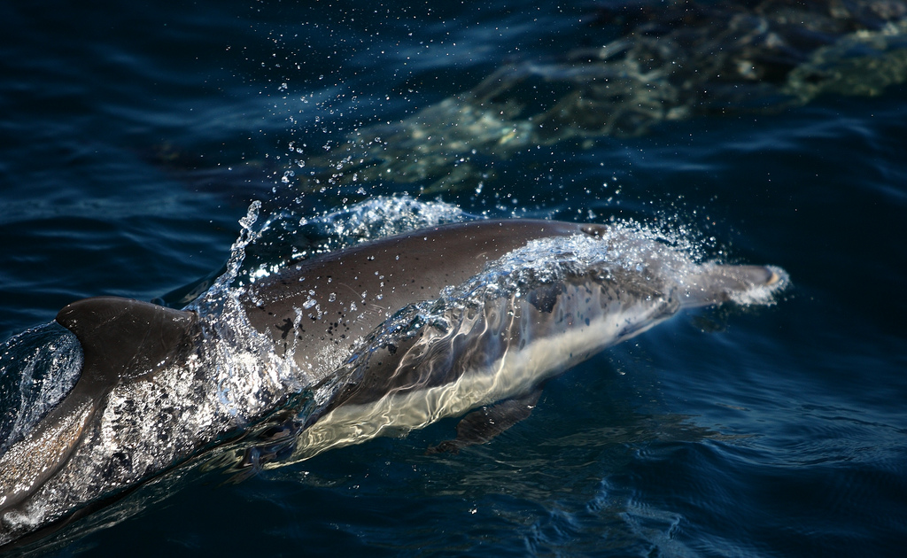  p>长吻真海豚(学名: i>delphinus capensis /i>)基本外形与 a target