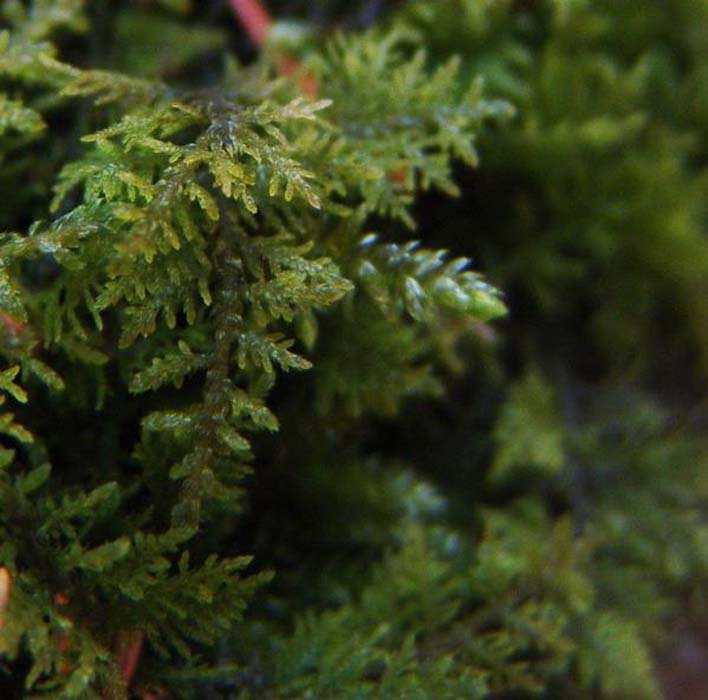  p>拟尖叶泥炭藓,属: a href="#" data-lemmaid="8417138">泥炭藓属 