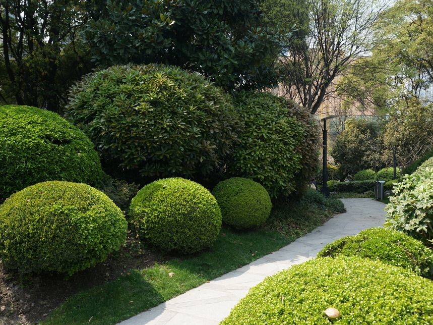 灌木种类(园林绿化常用灌木) - 0415花卉网