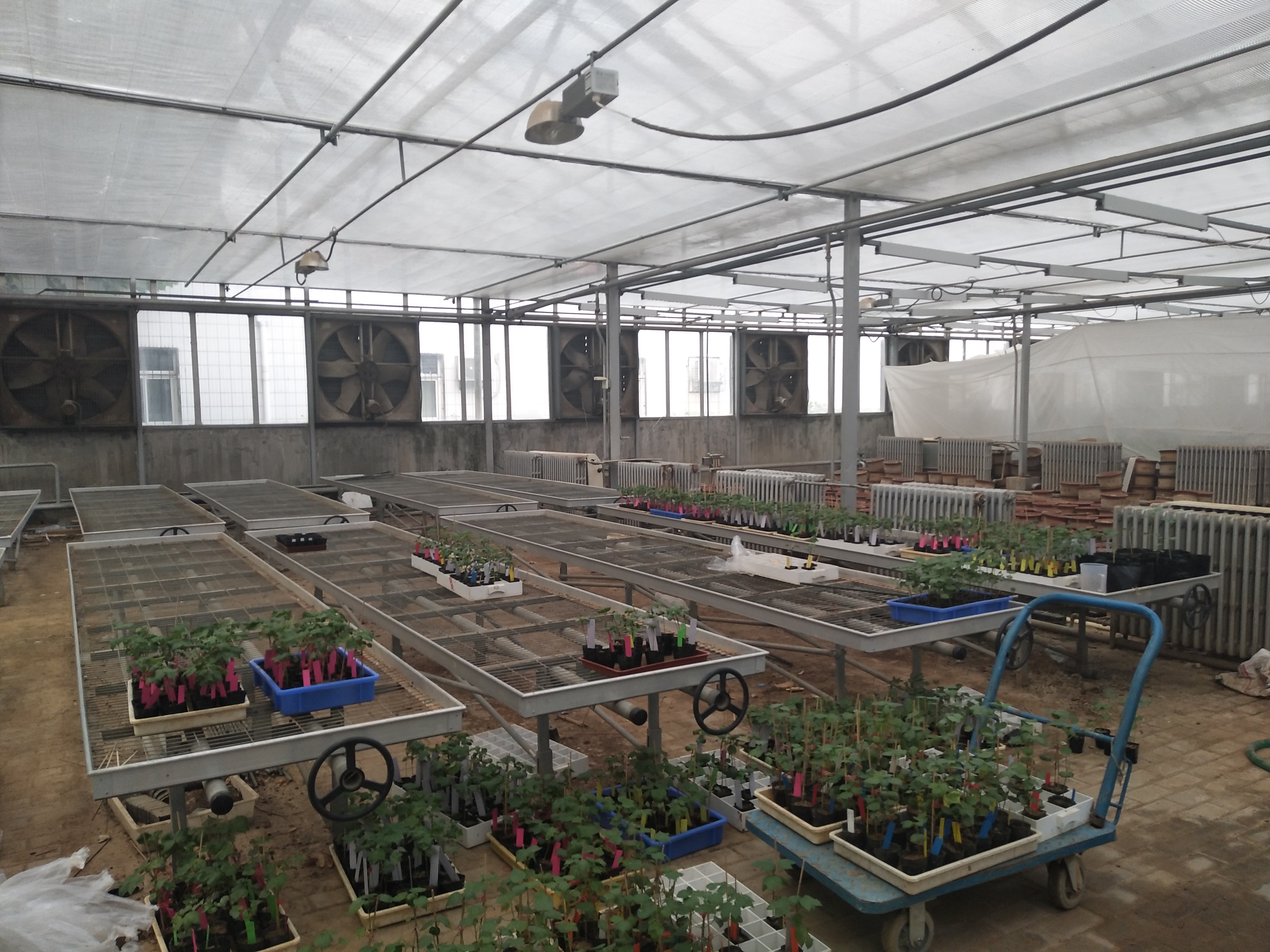 棉花生物学国家重点实验室(中国农业科学院棉花研究所,河南大学)