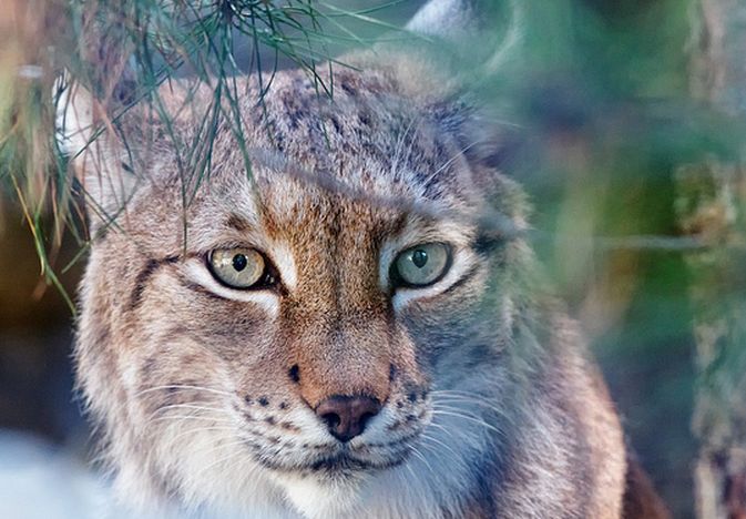  p>猞猁 a href="#" data-lemmaid="63915">西伯利亚 /a>亚种(学名: i