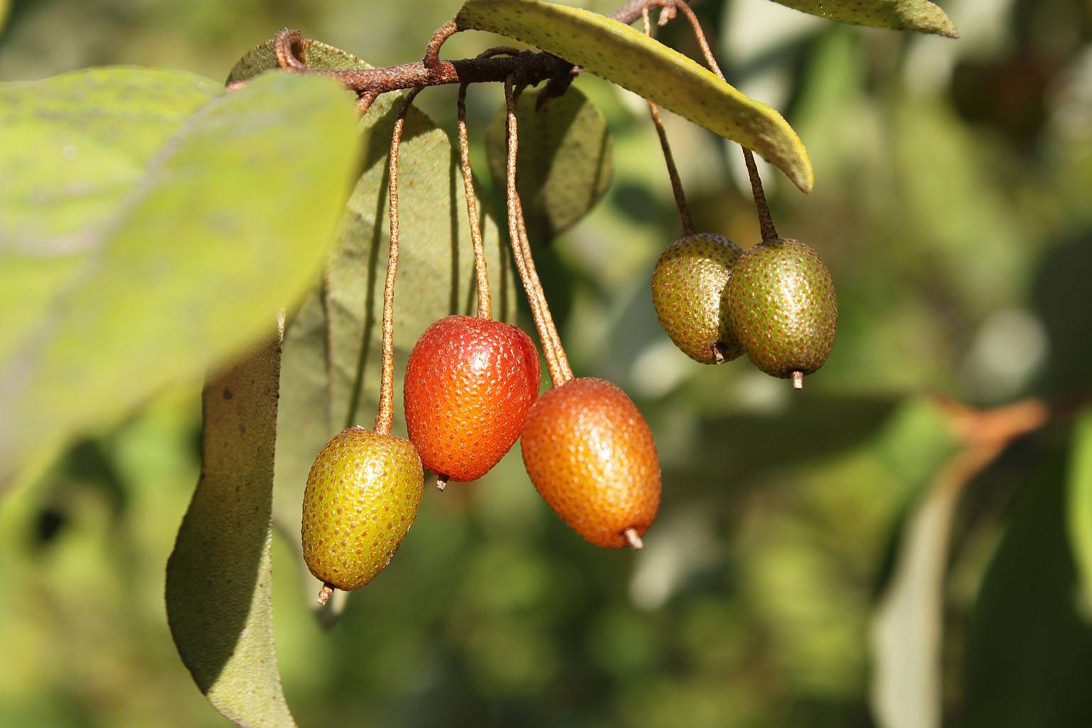  p>披针叶胡颓子,别名: a href="#" data-lemmaid="10486238">大披