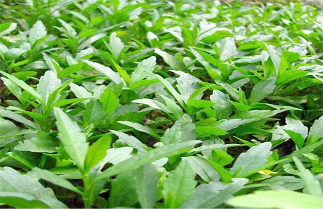 是菊科,马兰属多年生 a target="_blank" href="/item/草本/541696"