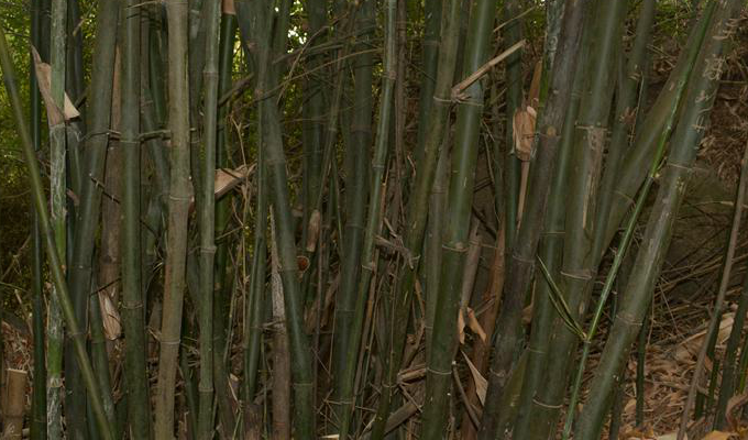  p>大眼竹( a href="#" data-lemmaid="8074290">学名 /a>:bambusa eu
