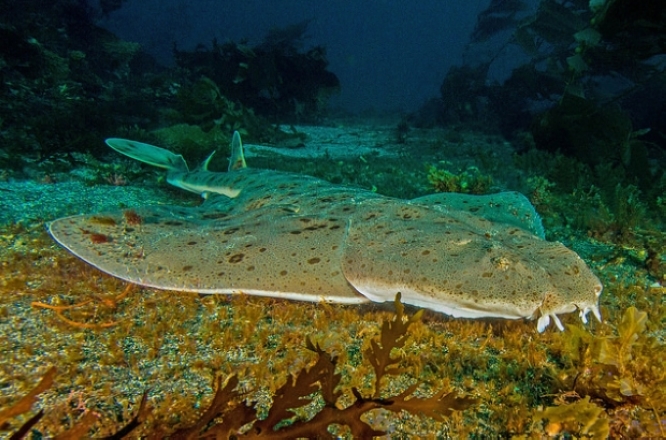 太平洋扁鲨