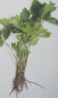 小黑药