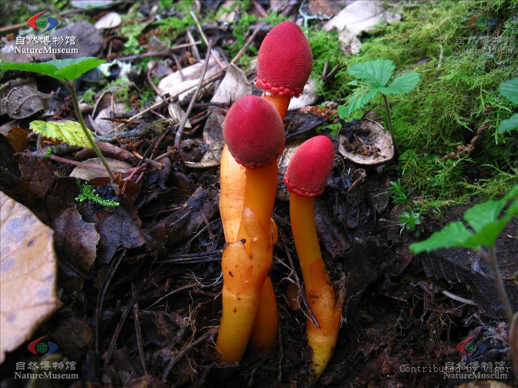  p>鹿仙草(luxiancao),别名:不上莲,通天蜡烛,石上莲,山菠萝.