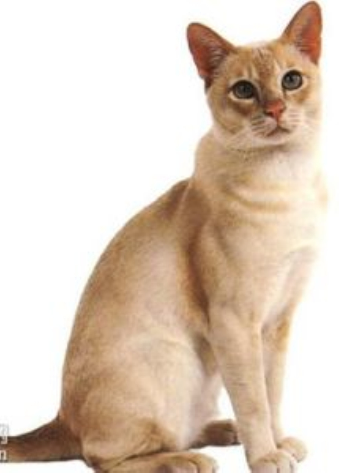  p>东奇尼猫是英美两地用 a href="#" data-lemmaid="556082">暹罗猫 