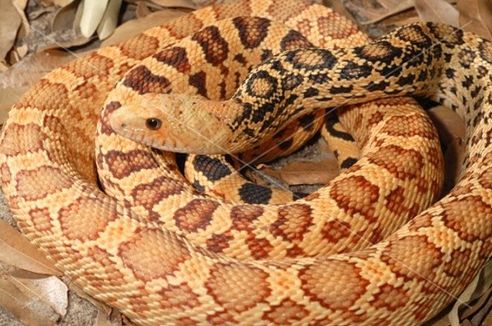  p>北美松蛇(学名:pituophis melanoleucus)成蛇长122-254厘米,体型