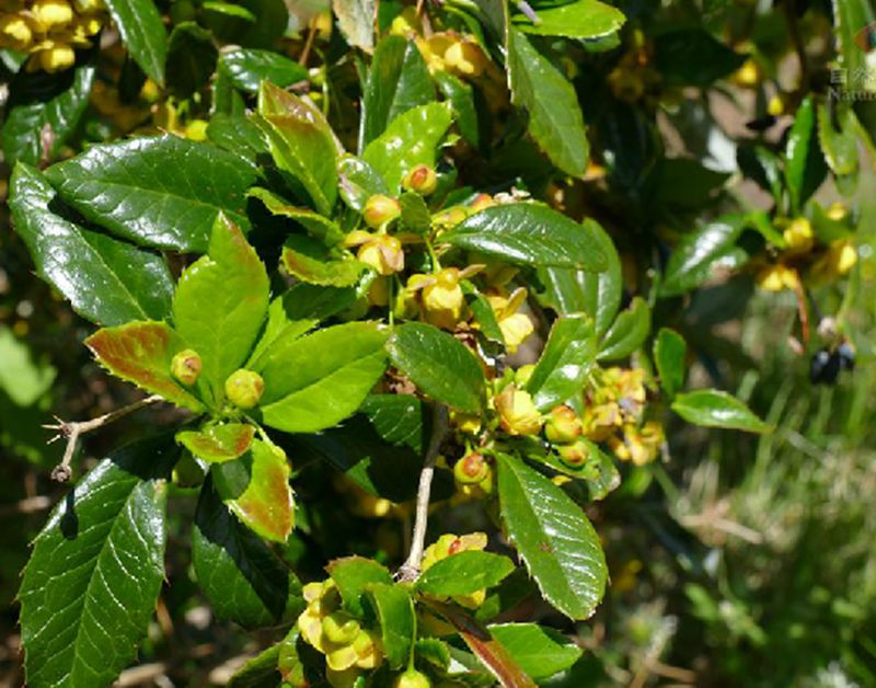 云南小檗