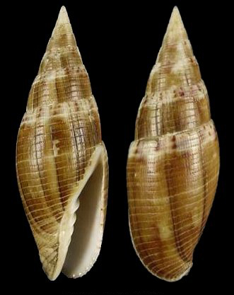  p>巴伯笔螺是一种新腹足目,笔螺科类生物.螺壳尺寸30 - 54 mm.