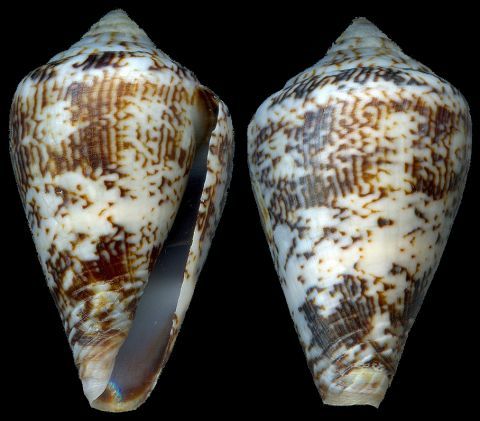  p>重妆夫人芋螺是芋螺科芋螺属的一种 a href="#">贝类 /a>动物,生活