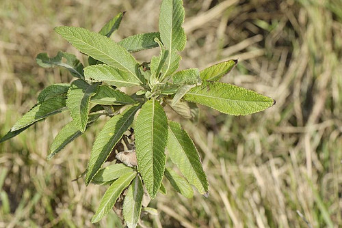 尖齿艾纳香 百度百科