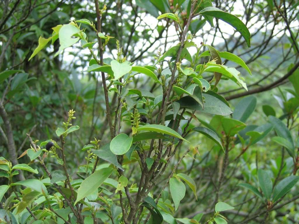  p>日本五月茶(学名:antidesma japonicum sieb. et zucc.