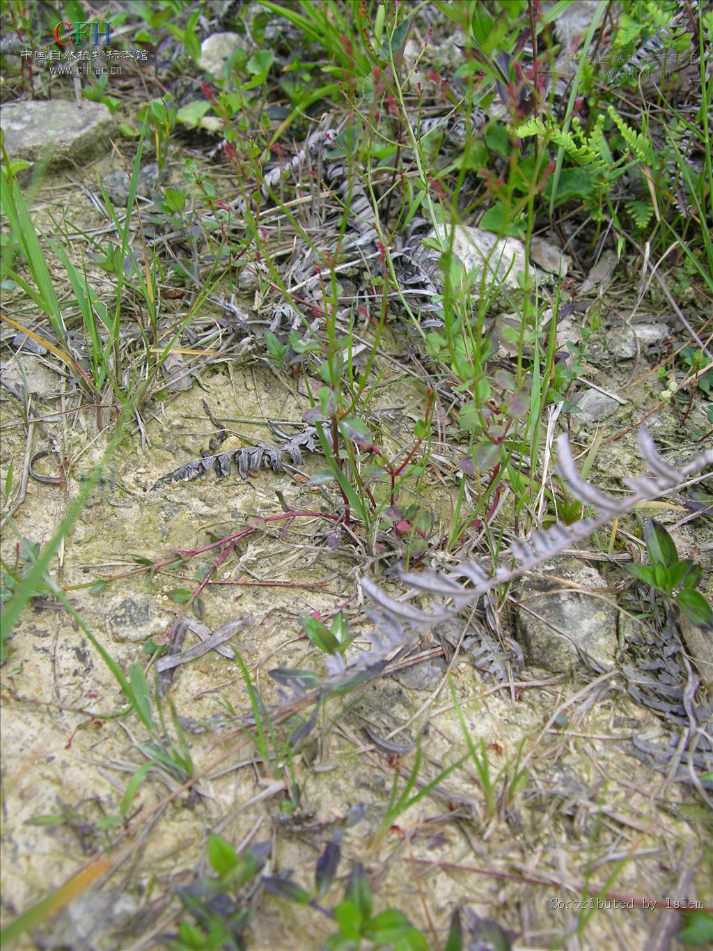  p>小二仙草科(haloragidaceae)是 a href="#" data-lemmaid="229000"