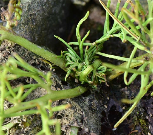 水蕨(水蕨最佳保鲜方法)
