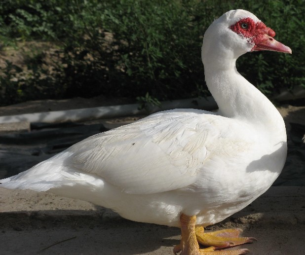 该品种具有体型大,产肉能力强,肉