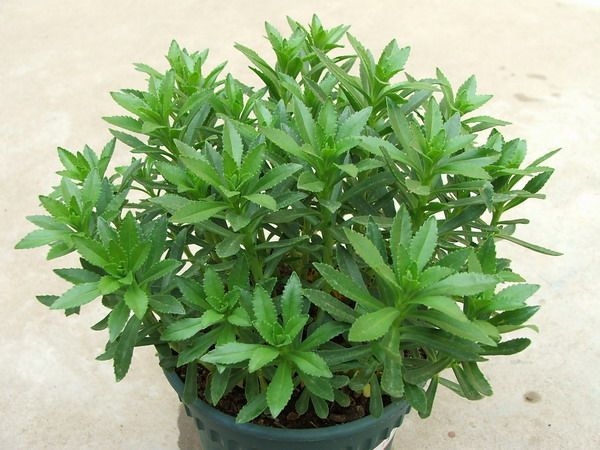  p>费菜( i>phedimus aizoon /i>)是景天科,景天属多年生 a target="