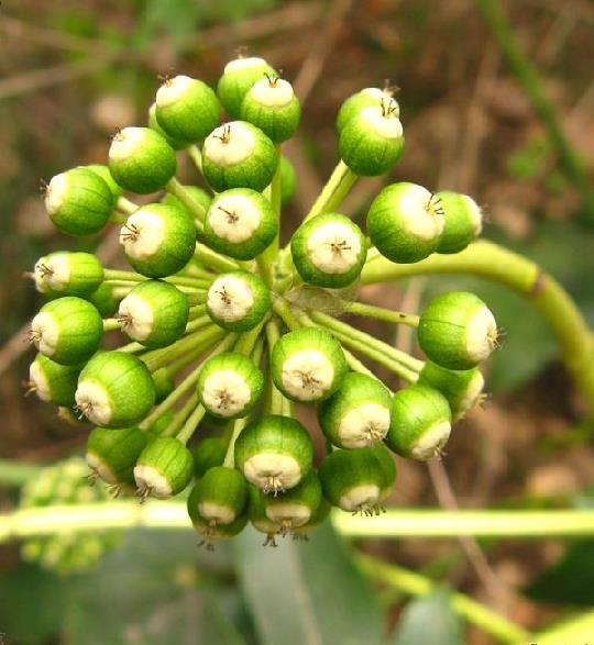  p>八角金盘(学名:fatsia japonica (thunb.)decne.