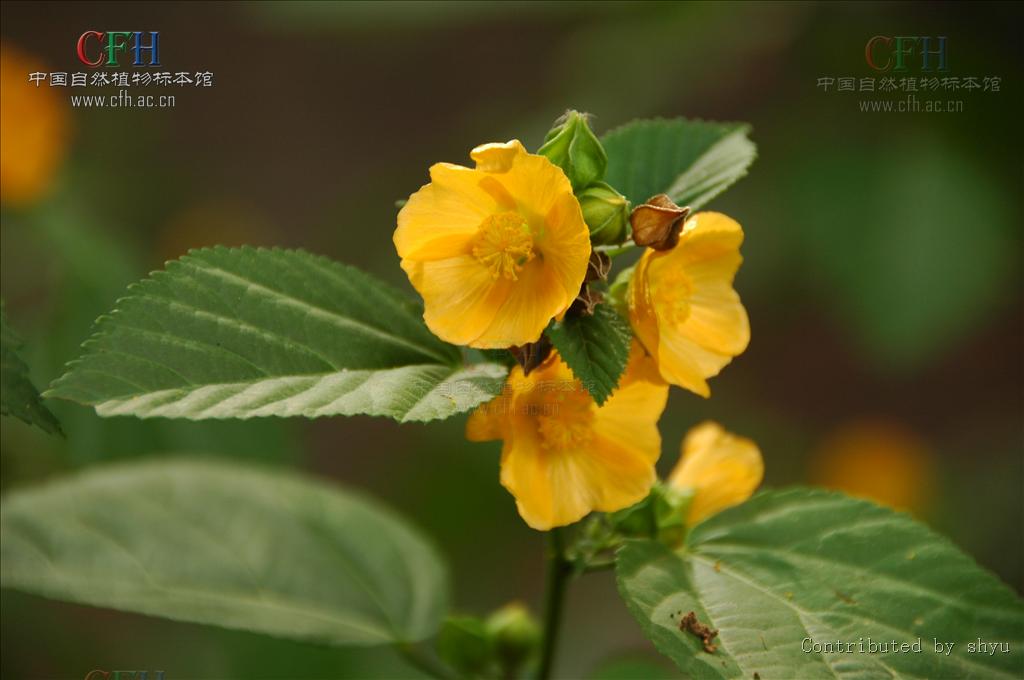  p>黄花稔,中药名.