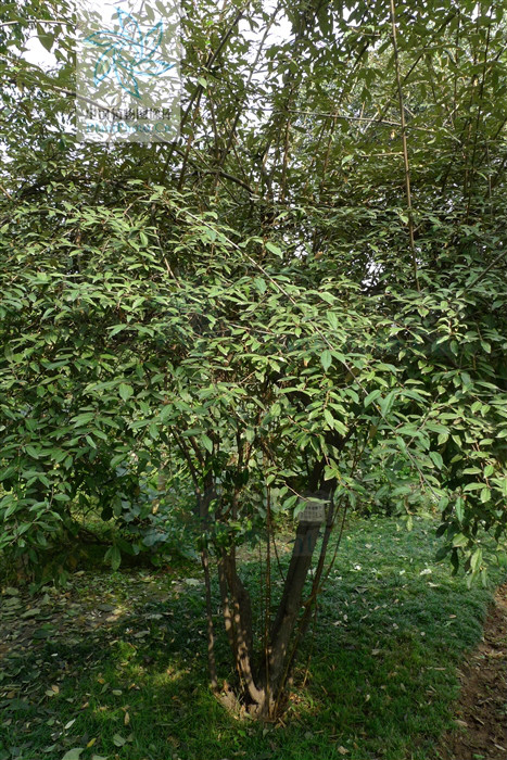  p>披针叶胡颓子,别名: a href="#" data-lemmaid="10486238">大披