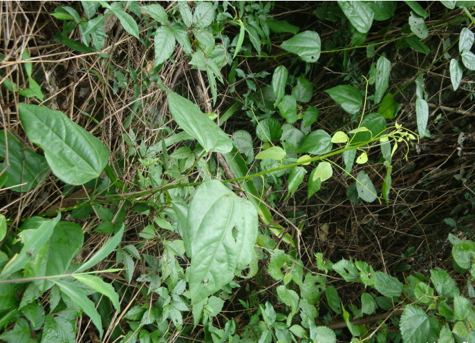  p>赤苍藤(学名: i>erythropalum scandens bl.