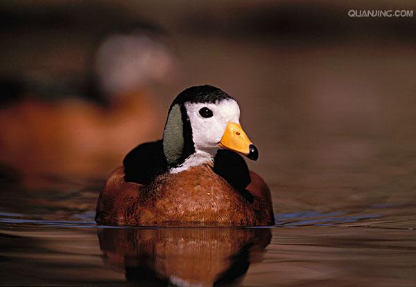 头圆,脚短,鸭喙很像鹅的喙,短而底部较深.