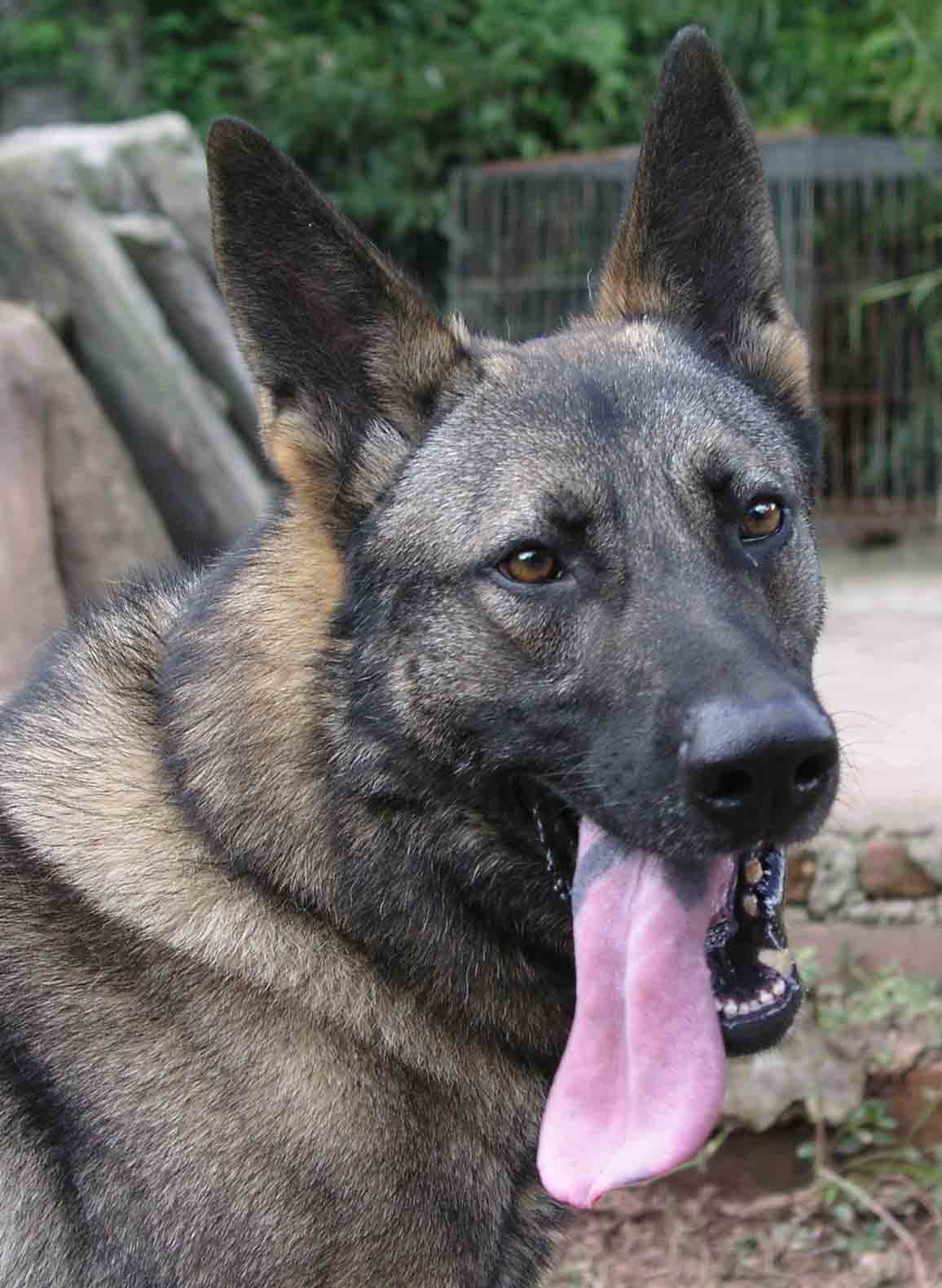  p>日本狼青犬,毛色为青色, 耳朵厚,呈三角形,直