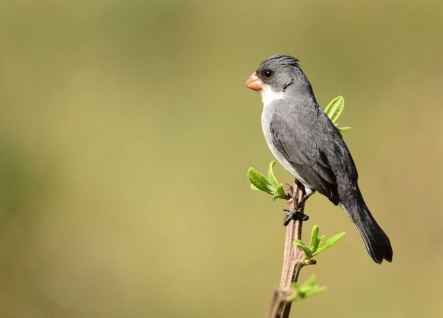  p>白腹食籽雀属小型 a href="#" data-lemmaid="2173587">鸣禽 /a>.