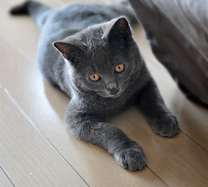  p>短毛猫是家养猫,皮毛不长,很短.