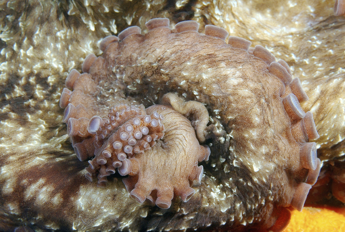  p data-id="gnwlwcyjza">太平洋巨型章鱼是已知体型最大的 a target=