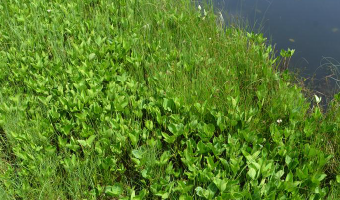  p>多年生, a target="_blank" href="/item/沼生草本">沼生草本 /a>