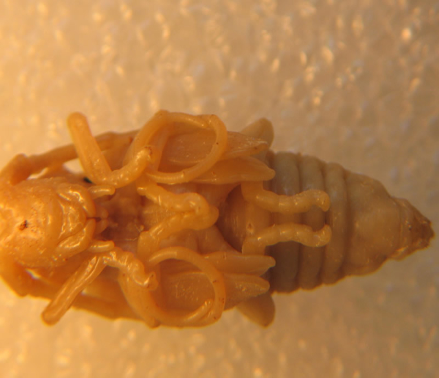 幼虫:体长15-22毫米,体扁平. /p>