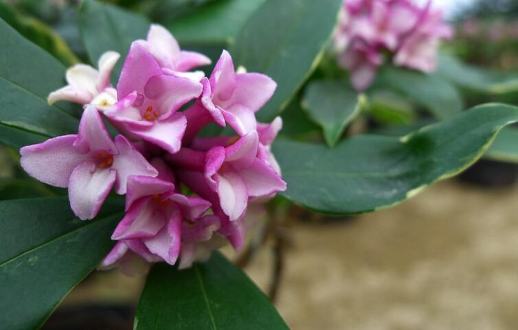 别名:岩陀,构皮,构皮岩陀,梦花皮,黄山皮桃,万年青矮陀陀,鸡蛋花