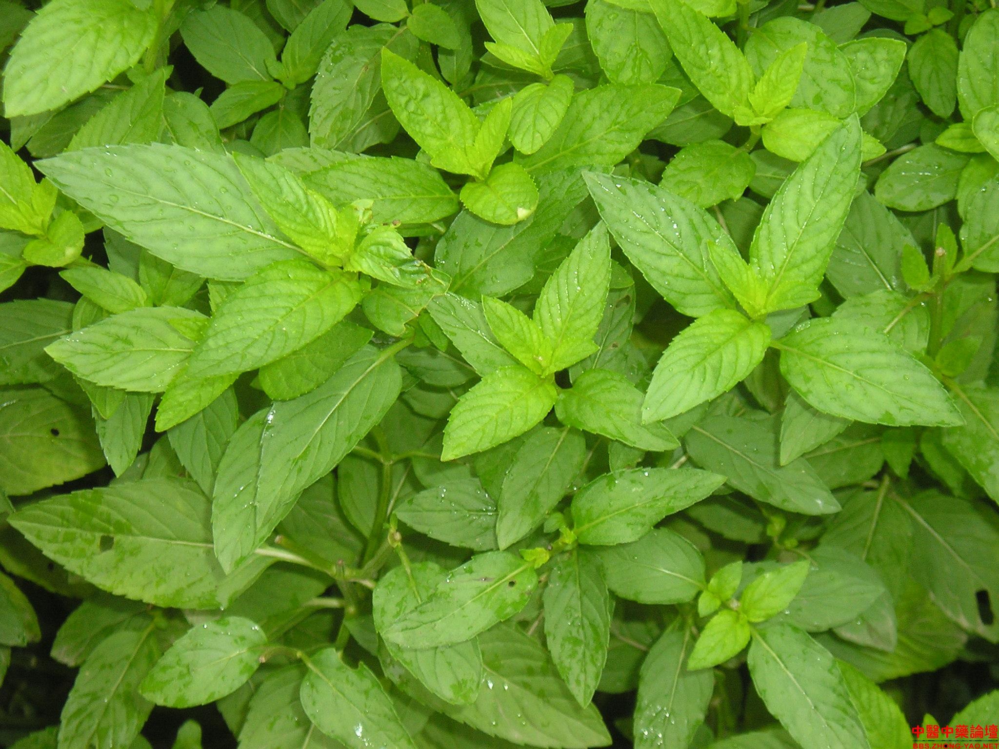 荷兰薄荷