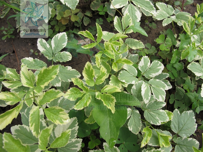  p>羊角芹属(学名:aegopodium l.