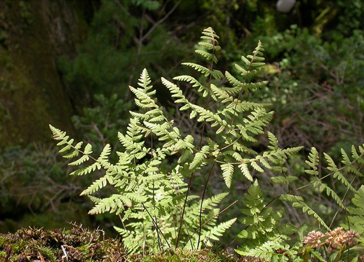 microlepia szechuanica ching