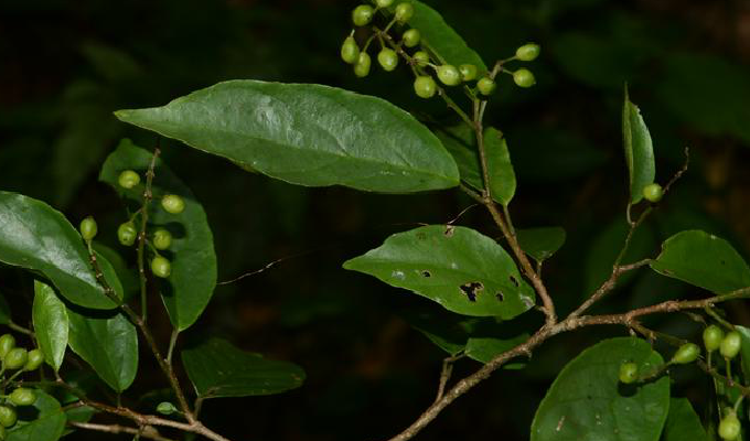 五月茶属,是 a href="#" data-lemmaid="229183">双子叶植物纲 /a>