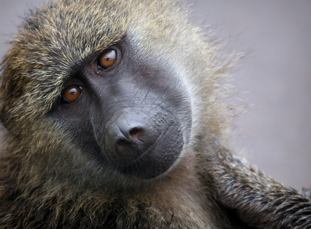  p>几内亚狒狒(学名: i>papio papio /i>):在同属中是体型较小的 a