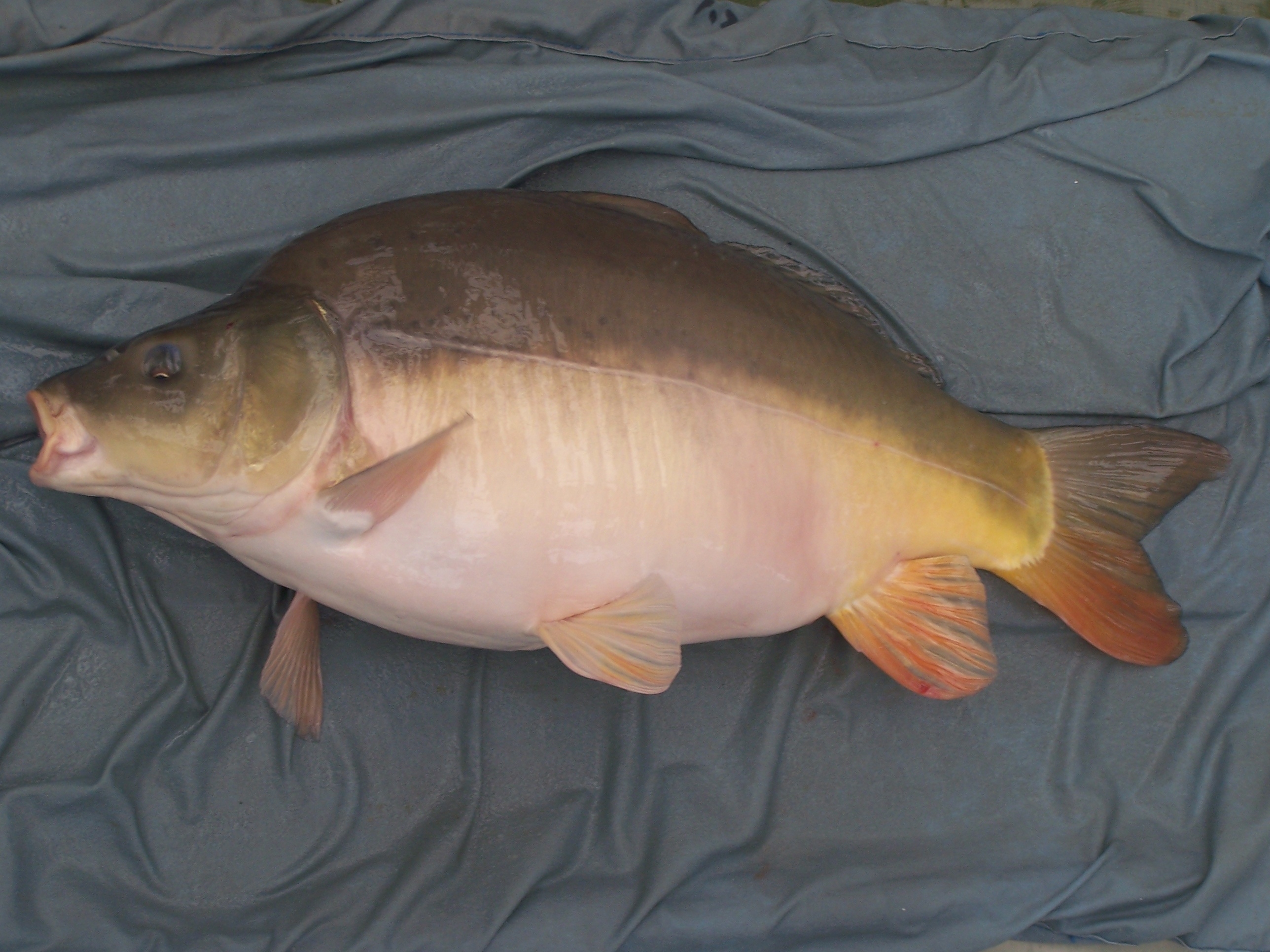  p data-id="gnbiw4v5az">德国镜鲤是鲤科鲤鱼属鱼类,又称散鳞镜鲤.